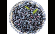 Bleuets sauvages : un super-fruit à faible index glycémique pour le cœur, le microbiote et le cerveau