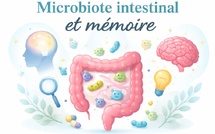 Microbiote intestinal et mémoire