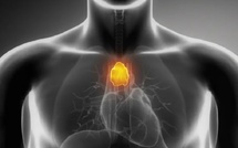 Le thymus, baromètre de longévité : moins de cancers, moins d’infarctus