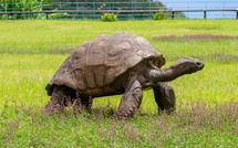 Quand le web attaque Jonathan, la tortue immortelle des Seychelles