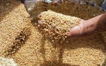 Céréales et sucre : le Maroc en première ligne