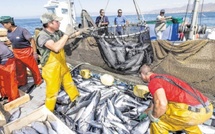 Pêche côtière : 3,11 MMDH de valeur commerciale en Mars