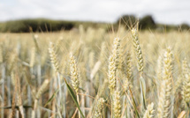 Importations céréales : le Maroc vise 30 millions de quintaux
