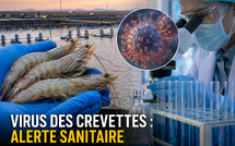 Virus des crevettes : l’alerte est sérieuse, le mot “pandémie” est encore trop fort Il faut se méfier des emballements. 