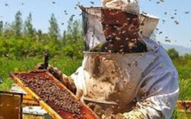 Apiculture : Crise prolongée au Maroc