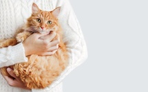 Au Japon, une avancée douce pour prolonger la vie des chats