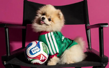 Mondial 2026 : Adidas met les chiens et chats dans le match