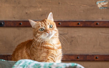 Votre chat parle… et l’IA pourrait bientôt balancer tous ses secrets