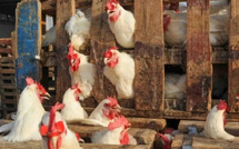 Le Maroc autorise l’importation de volailles portugaises pour répondre à la demande intérieure