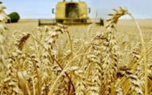 Campagne céréalière record : Bonne nouvelle agricole, mauvaise illusion stratégique ?