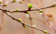 La gemmothérapie : quand les bourgeons de plantes deviennent des alliés naturels pour la santé