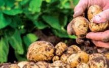 Larache relance la pomme de terre