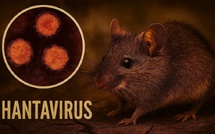 Hantavirus : symptômes précoces, transmission et mesures préventives