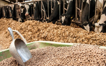 Alimentation animale : le Maroc sécurise ses approvisionnements depuis la Russie