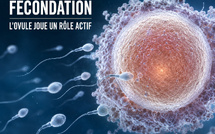 ​Fécondation : non, l’ovule n’est pas un simple trophée au bout d’une course