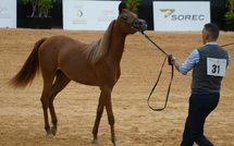 Le Maroc célèbre l’excellence du cheval arabe