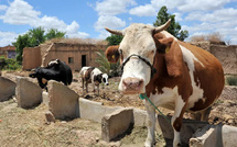 Le Maroc, 2e importateur mondial de bovins vivants