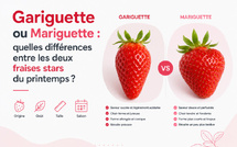 Gariguette ou Mariguette : quelles différences entre les deux fraises stars du printemps ?