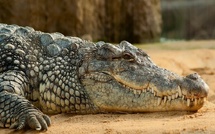 Le Maroc étudie la réintroduction du crocodile dans ses écosystèmes du Sud
