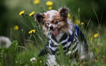 Lazare, le chien qui a défié le temps, est mort à 30 ans