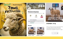 Glovo Maroc lance un service de livraison de moutons pour l’Aïd Al-Adha via son application