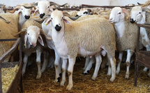 Aïd Al-Adha : des milliards de dirhams d’aides, mais des moutons toujours hors de prix