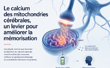 Mémoire : le rôle clé du calcium mitochondrial mis en lumière