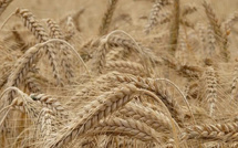 Campagne agricole : des rendements exceptionnels enregistrés dans l'Oriental