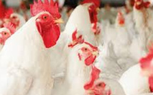 Filière avicole : Le prix du poulet vivant s’effondre