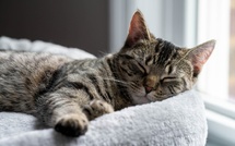 Votre chat n’est pas paresseux : il est en mode “survie secrète” depuis le début
