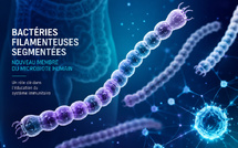 Les bactéries filamenteuses segmentées officiellement intégrées au microbiote humain