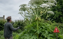 La plante « soviétique » qui peut coûter cher en sanction en Europe… mais qui reste une inconnue au Maroc