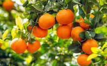 Le Maroc domine les mandarines au UK