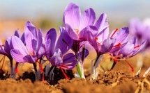 À Adar, un programme de formation pour renforcer la filière du safran et soutenir les agriculteurs