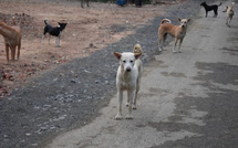 Animaux errants : la nouvelle loi qui change les règles au Maroc