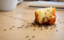 Les fourmis, ces petites détectives qui savent toujours où est le gâteau