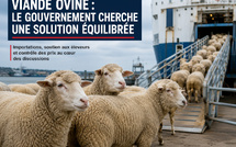 Viande ovine : le gouvernement cherche une nouvelle équation entre importations et soutien aux éleveurs