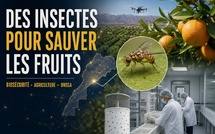 Sécurité alimentaire : le Maroc mise sur des insectes stériles pour protéger ses fruits