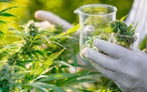 Cannabis légal : BluePearl Seeds lance la production de semences certifiées développées au Maroc