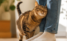 Votre chat se frotte contre vous ? Voici ce qu'il cherche vraiment à vous dire