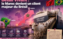 Bétail vivant : le Maroc devient un client majeur du Brésil