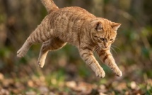 Pourquoi les chats retombent-ils sur leurs pattes ? Le secret de leur tour de magie