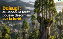 Daisugi : au Japon, la forêt pousse désormais sur la forêt
