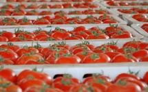 Tomates : le Maroc devance encore l’Espagne sur le marché européen