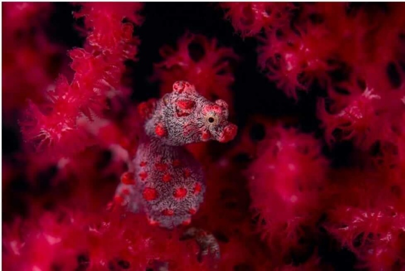 Catégorie Sous-marin – Georg Nies (Allemagne) Catégorie Sous-marin – Georg Nies (Allemagne)